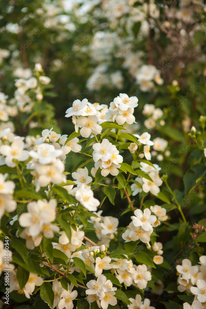 blooming jasmine bush blooming jasmine bush