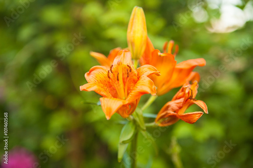 flowering bush tiger lily in the garden © toomler