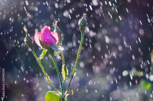 Light pink roses in the garden in summer rain
