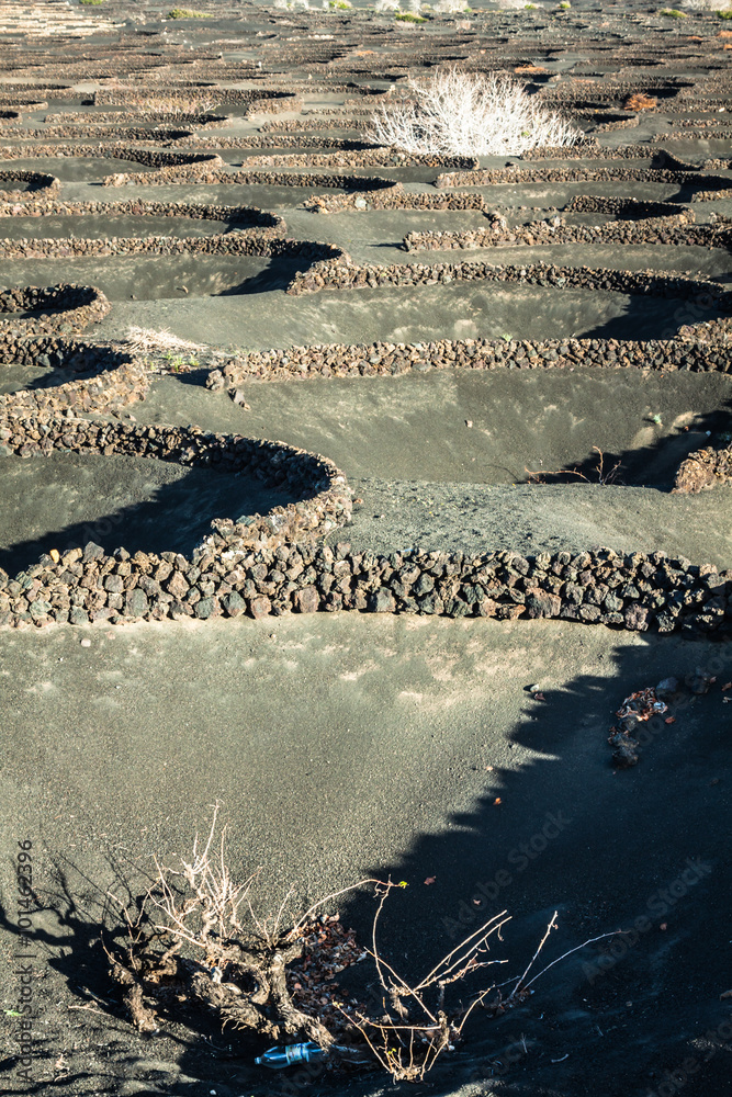 Vineyards in La Geria, Lanzarote, canary islands, Spain.