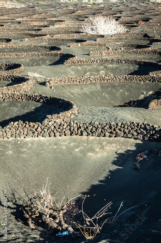 Obraz na płótnie Vineyards in La Geria, Lanzarote, canary islands, Spain. w salonie