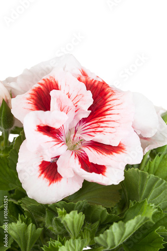 Fototapeta Naklejka Na Ścianę i Meble -  Flowers of bicolor geranium