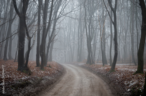 Forest road with dark trees on foggy late autumn day