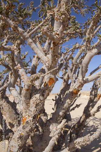 Frankincense tree in Wadi Dawkah Frankincence Nature Resort. Dhofar mountain, Oman photo