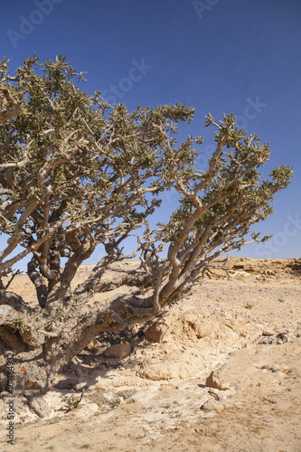 Frankincense tree in Wadi Dawkah Frankincence Nature Resort. Dhofar mountain, Oman photo