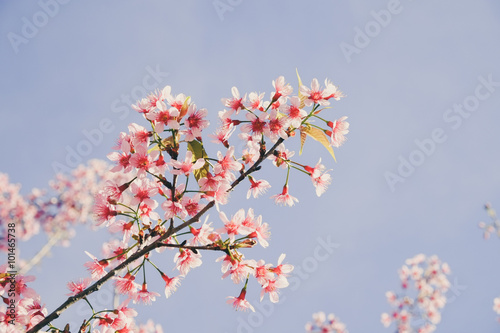 Wild himalayan cherry flower with filter effect retro vintage st © Nattapol_Sritongcom