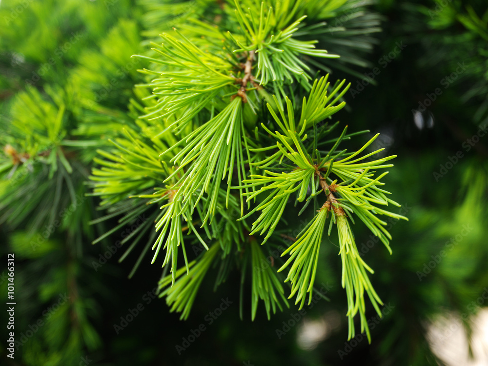 Cedrus Deodara (Deodar Cedar, Himalayan Cedar) Cedrus Deodara (Deodar Cedar, Himalayan Cedar)