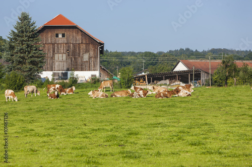 Kühe auf einer Wiese vor einem Bauernhof, Bayern, Deutschland; Europa, ÖffentlicherGrund