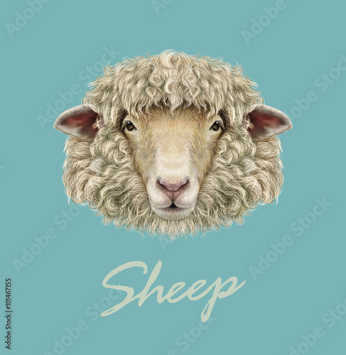 Farm Sheep Portrait. 