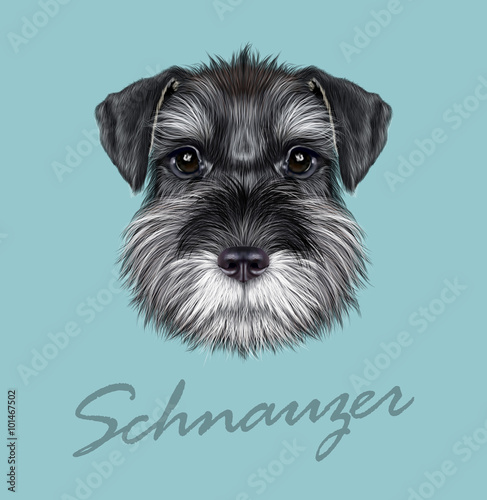 Schnauzer Dog Portrait