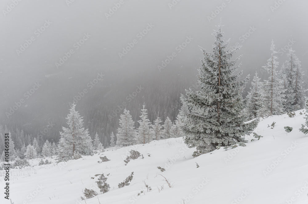 Winter landscape with snowfal Winter landscape with snowfal