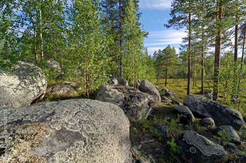 Big boulders in the northern forest.