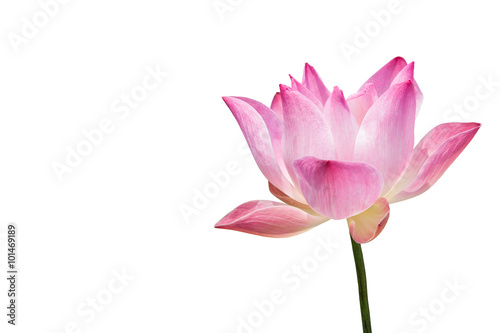 Beautiful lotus(Single lotus flower isolated on white background © subinpumsom