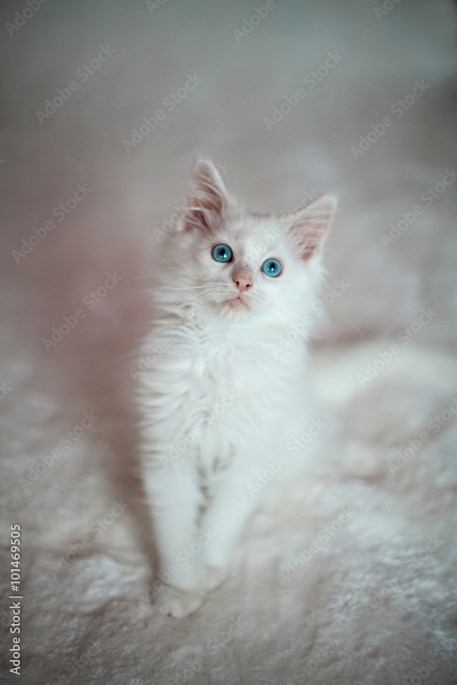 White kitten