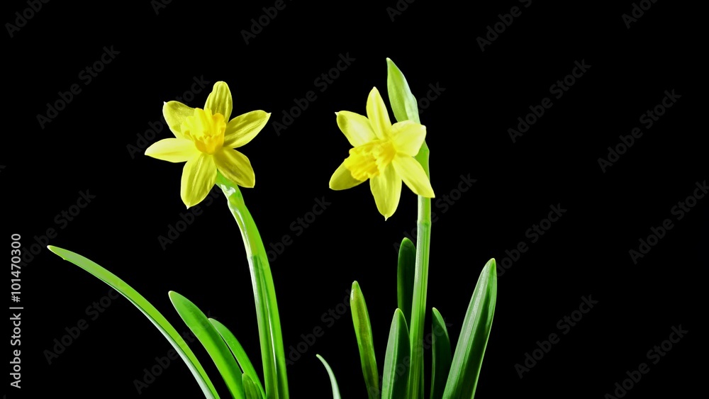 Time-lapse of opening yellow narcissus flowers bouquet on black background Time-lapse of opening yellow narcissus flowers bouquet on black background