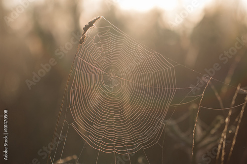 Detail on a Cobweb Early Morning in Autumn