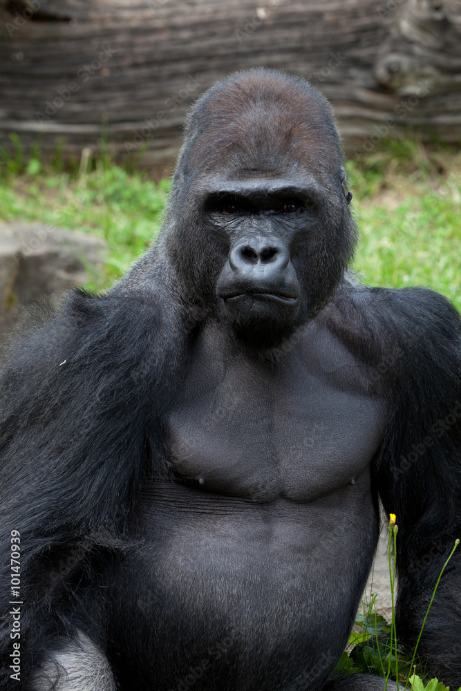 portrait of a grimly gorilla