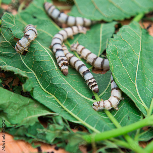Close up Silkworm eating mulberry green leaf