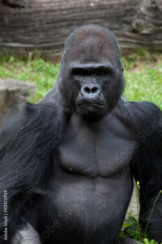 portrait of a grimly gorilla