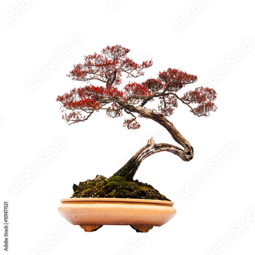 Bonsai pine tree against a white wall