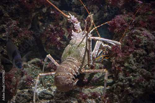 mediterranean lobster while hunting underwater