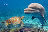 dolphin and turtle underwater on reef