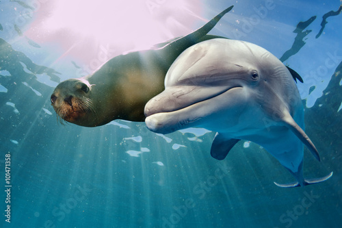 dolphin and sea lion underwater