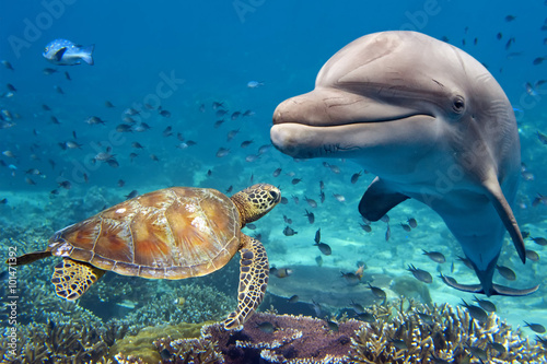 Canvas Print dolphin and turtle underwater on reef