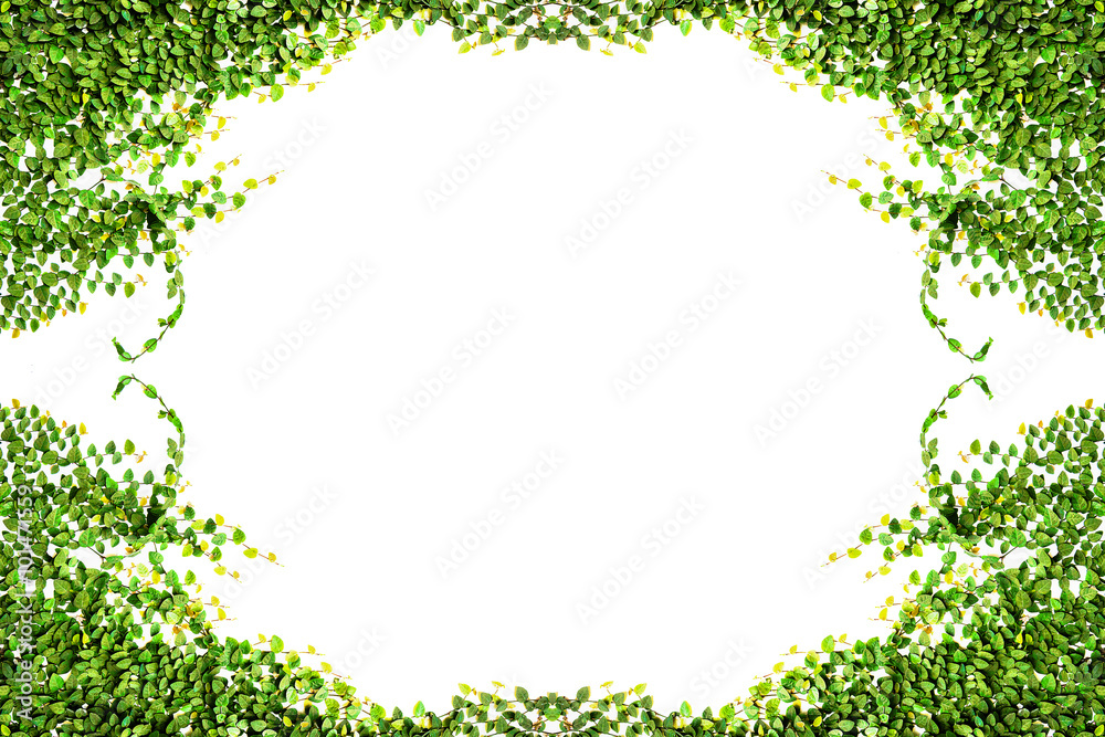 ivy leaves isolated on a white background ivy leaves isolated on a white background