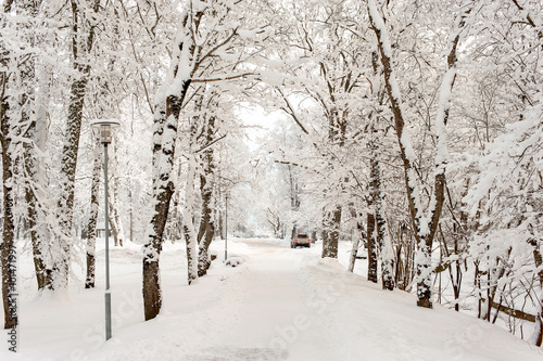 Beautiful winter alley-corridor of woods under the snow © AnnaElizabeth