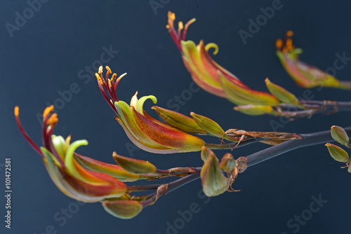 Fototapeta Naklejka Na Ścianę i Meble -  flax flowers