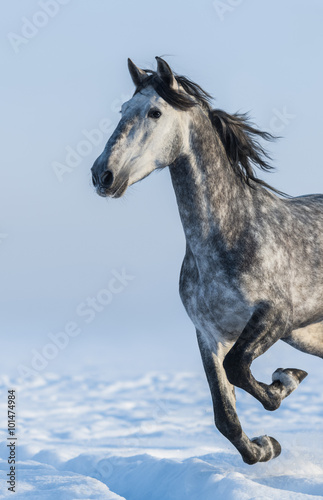 Grey horse - close up portrait in motion © Kseniya Abramova