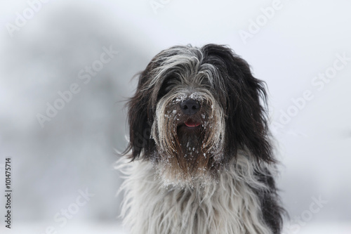 Hund im Schnee © Nadine Haase