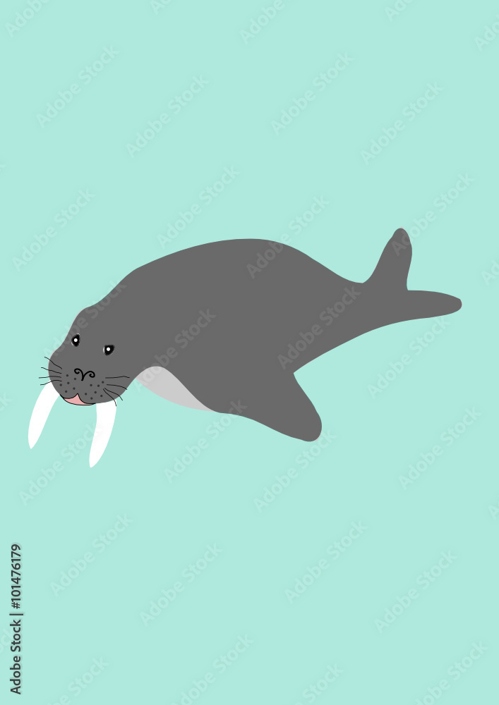 Walrus Walrus