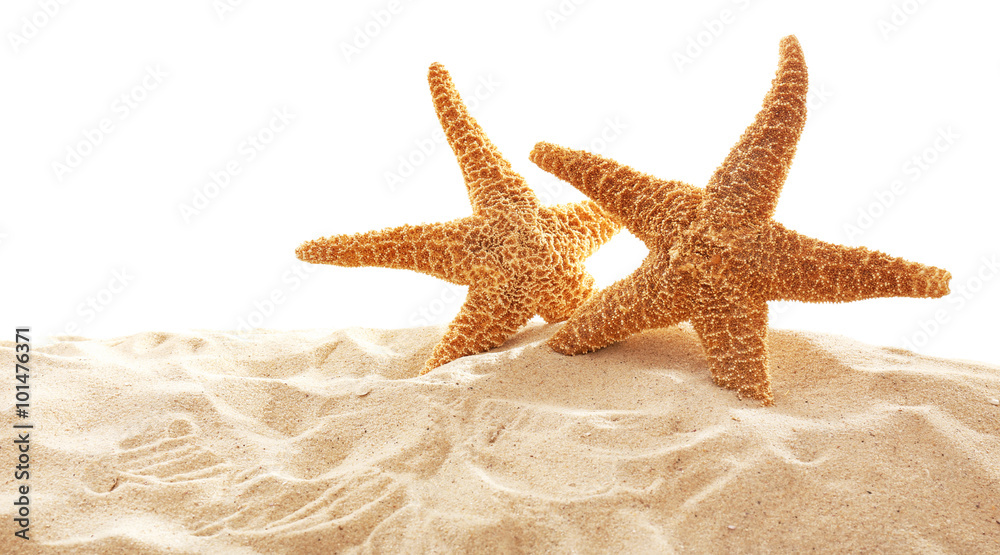 Big beautiful starfishes on sand against white background Big beautiful starfishes on sand against white background