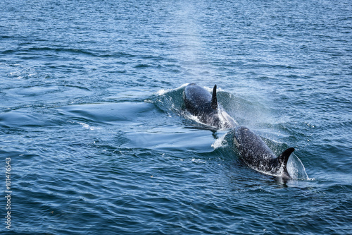 Two Orcas Swimming