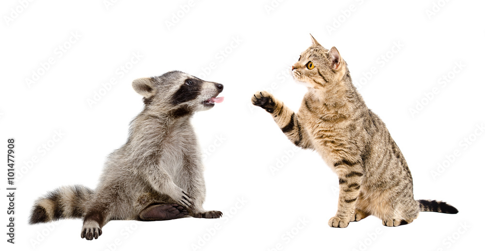 Cat Scottish Straight and raccoon showing tongue