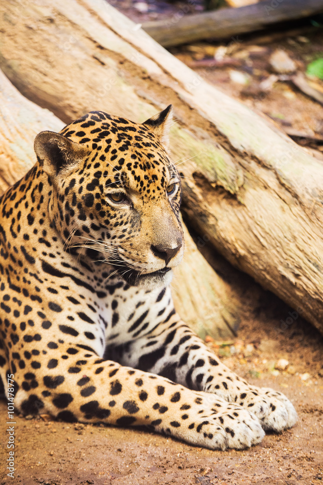 Obraz premium Leopard portrait