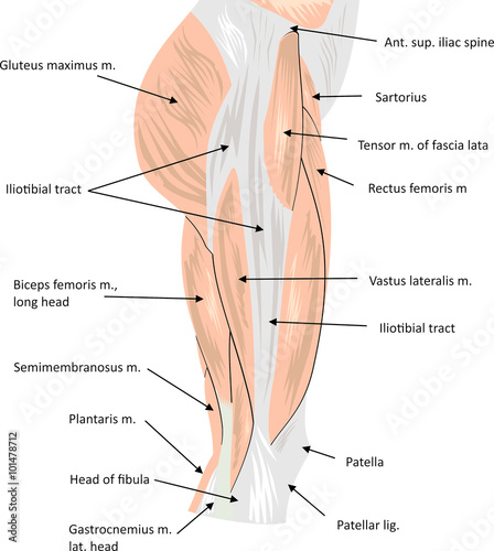 Hip musculature anatomy