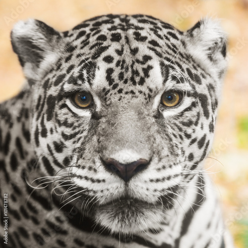 Leopard portrait