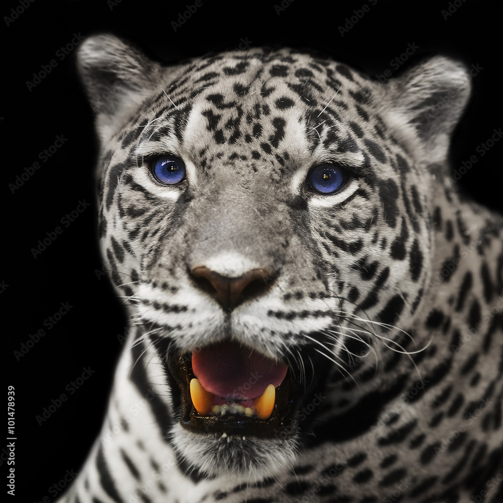 Closeup leopard  jaguar staring at the camera.