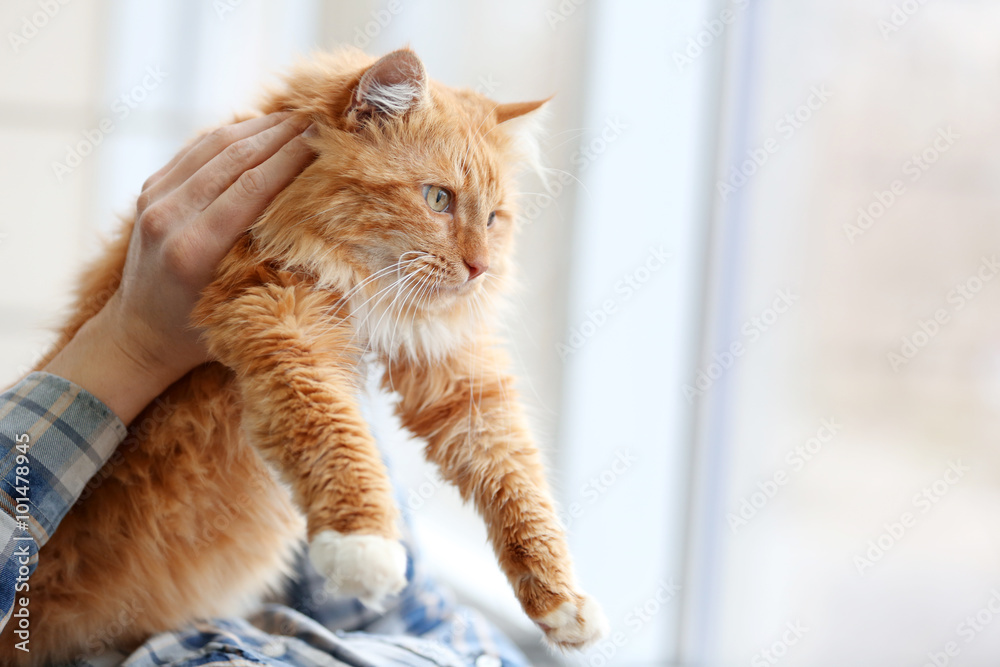 Man's hands holding a fluffy red cat