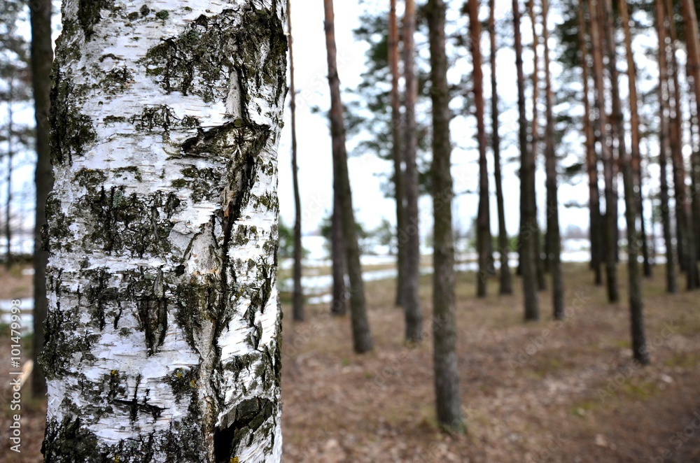 clean forest clean forest