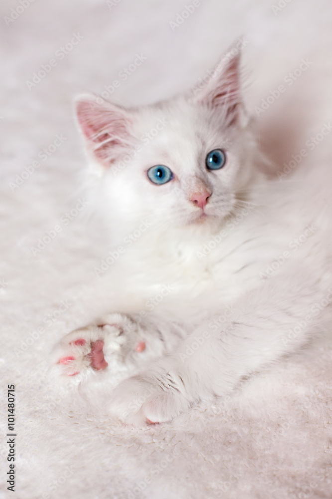 White little Maine Coon