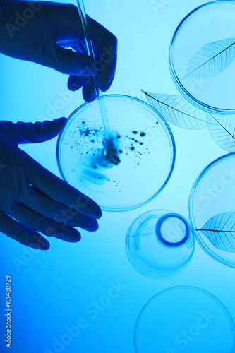 Fototapeta Naklejka Na Ścianę i Meble -  Scientist working with Petri dishes in laboratory