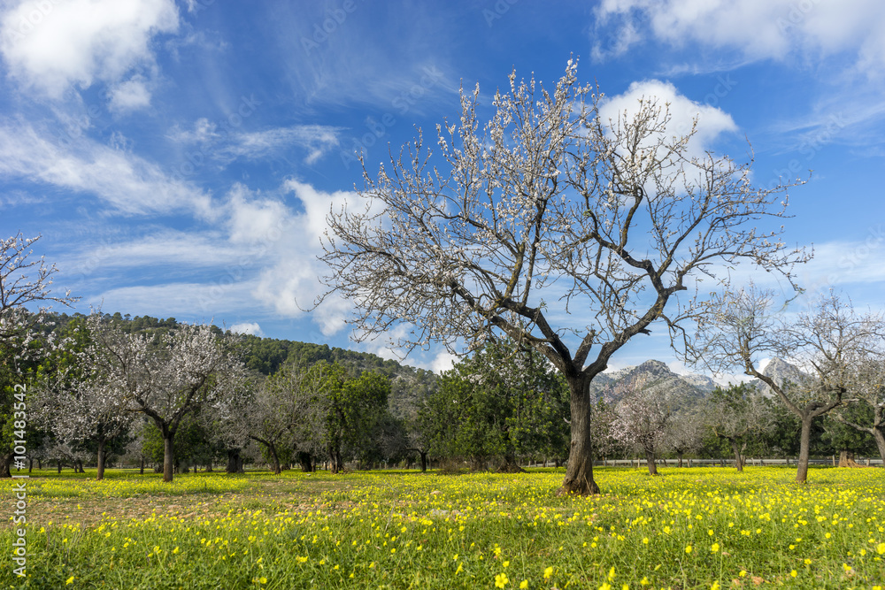 blossoming almond tree blossoming almond tree