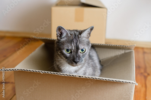 Fototapeta Naklejka Na Ścianę i Meble -  Moving day - cardboard boxes in room