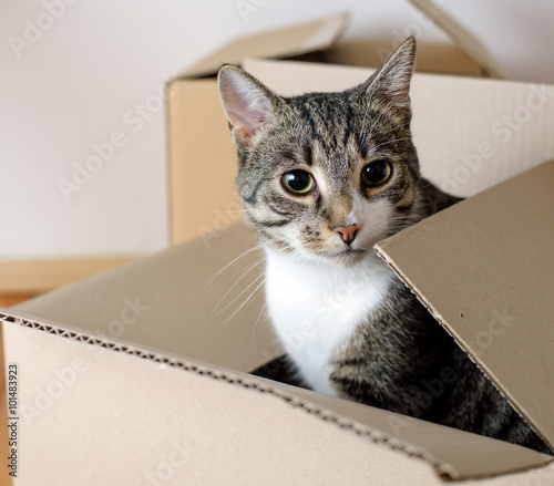 Fototapeta Naklejka Na Ścianę i Meble -  Moving day - cat and cardboard boxes