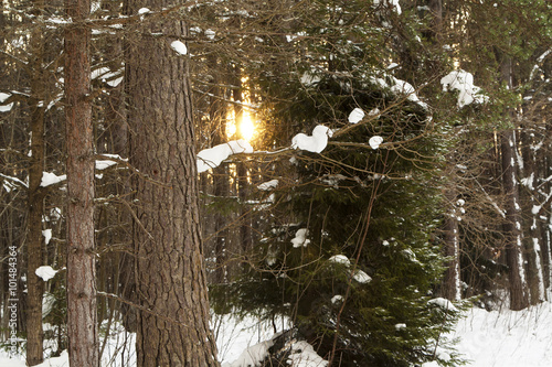 Winter sunset in the forest photo