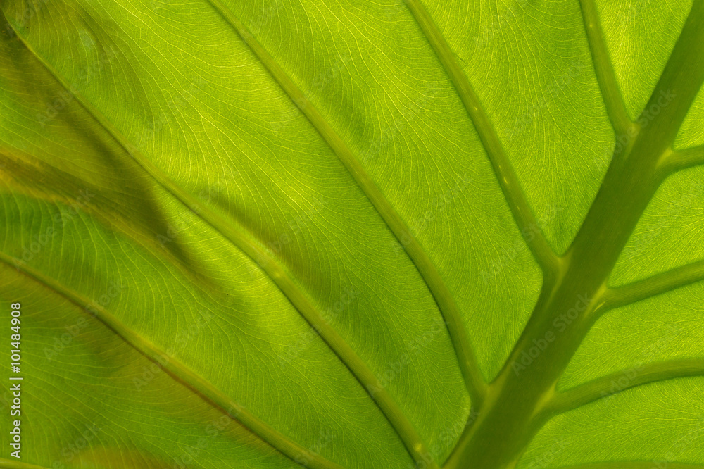 Leaf veins Leaf veins